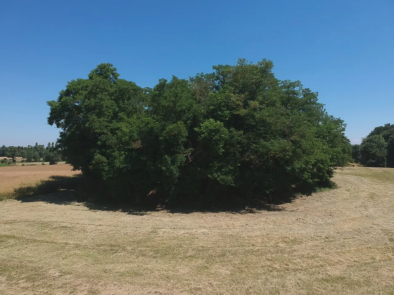 Motte Castrale de Saint-André-de-Corcy