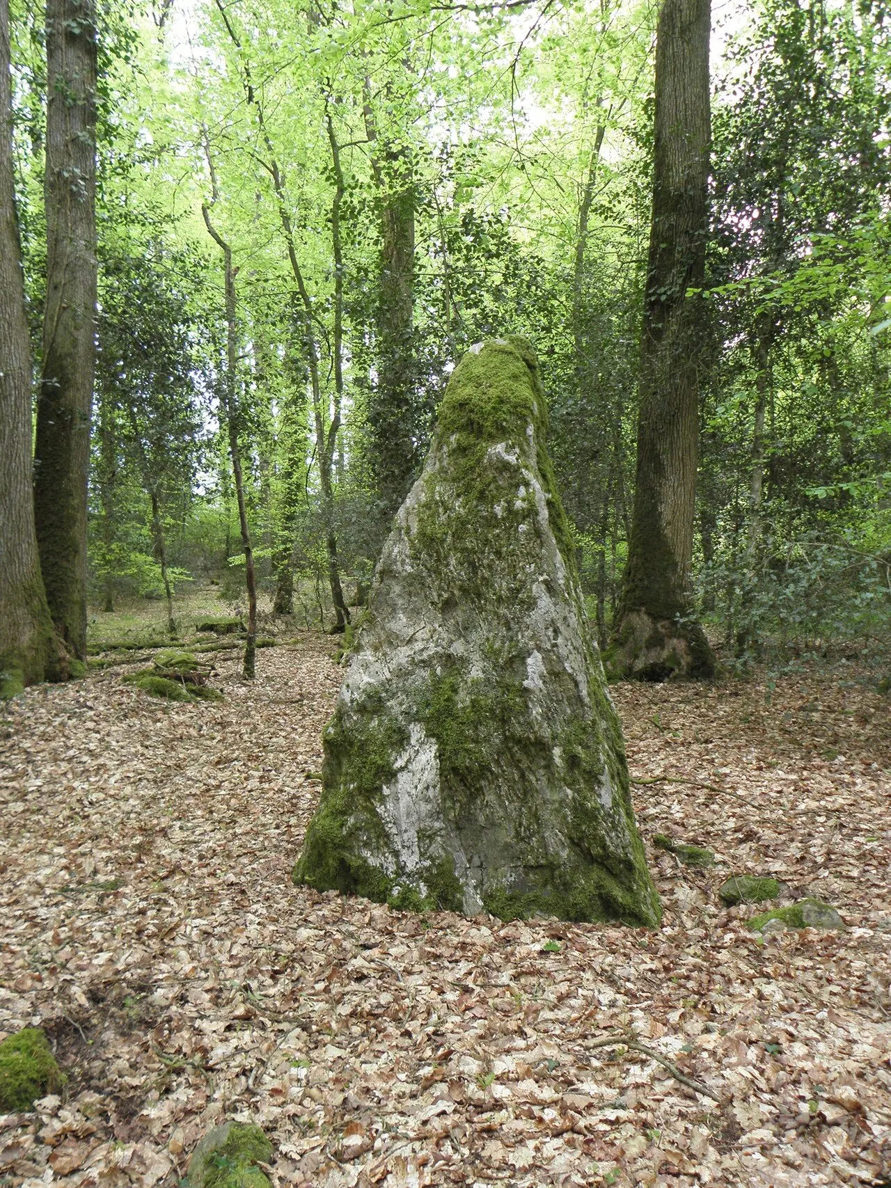 Cinq menhirs dans la forêt de Haute-Sève
