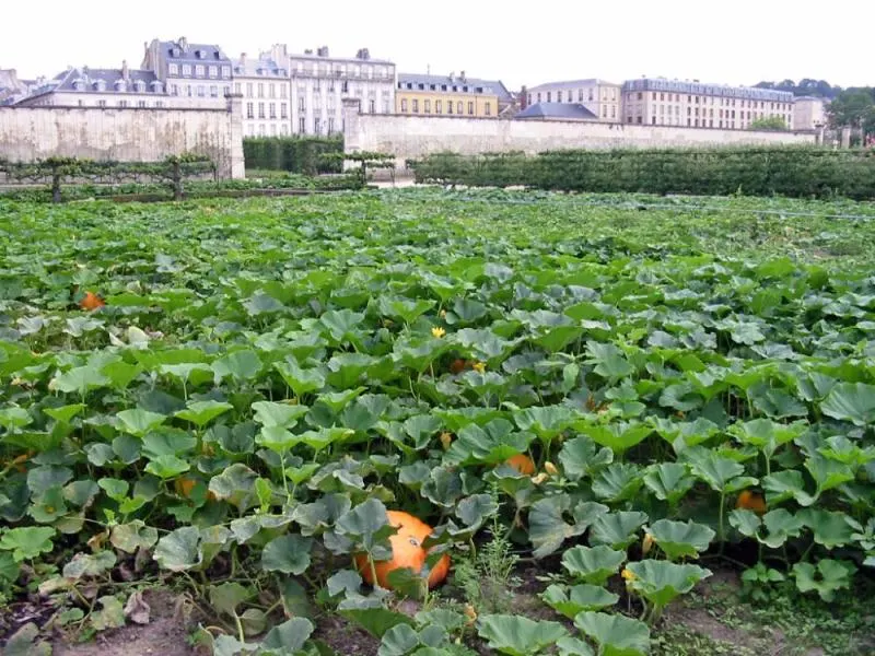 Le Potager du Roi