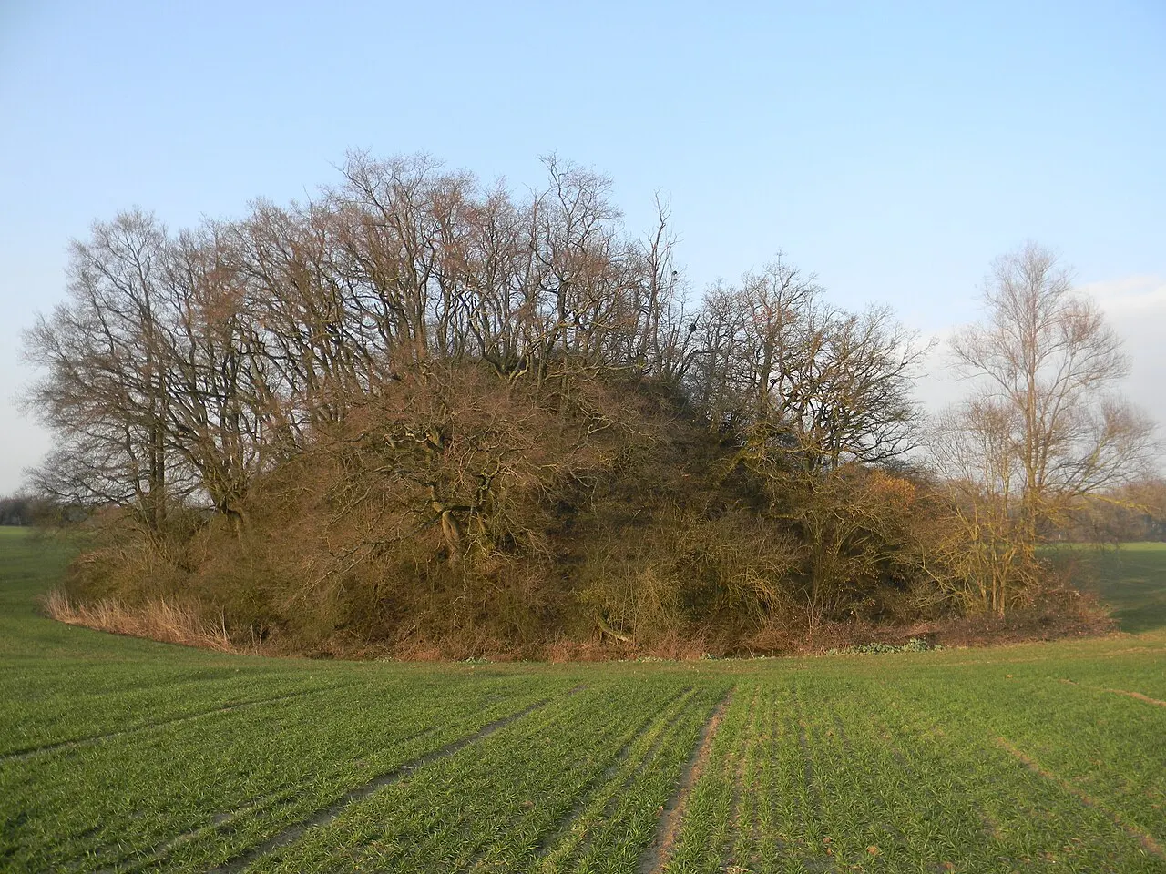 Motte castrale
