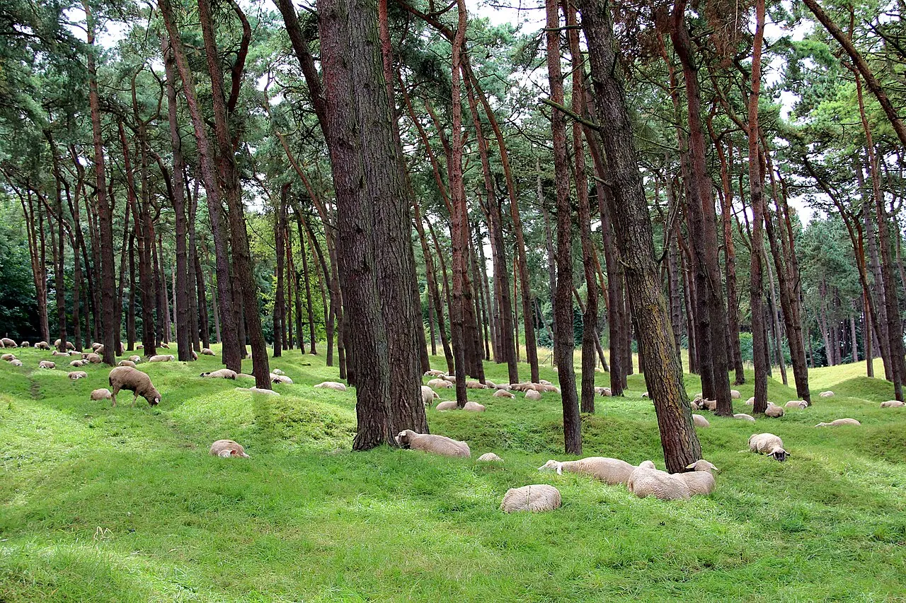 Parc commémoratif du Canada à Vimy