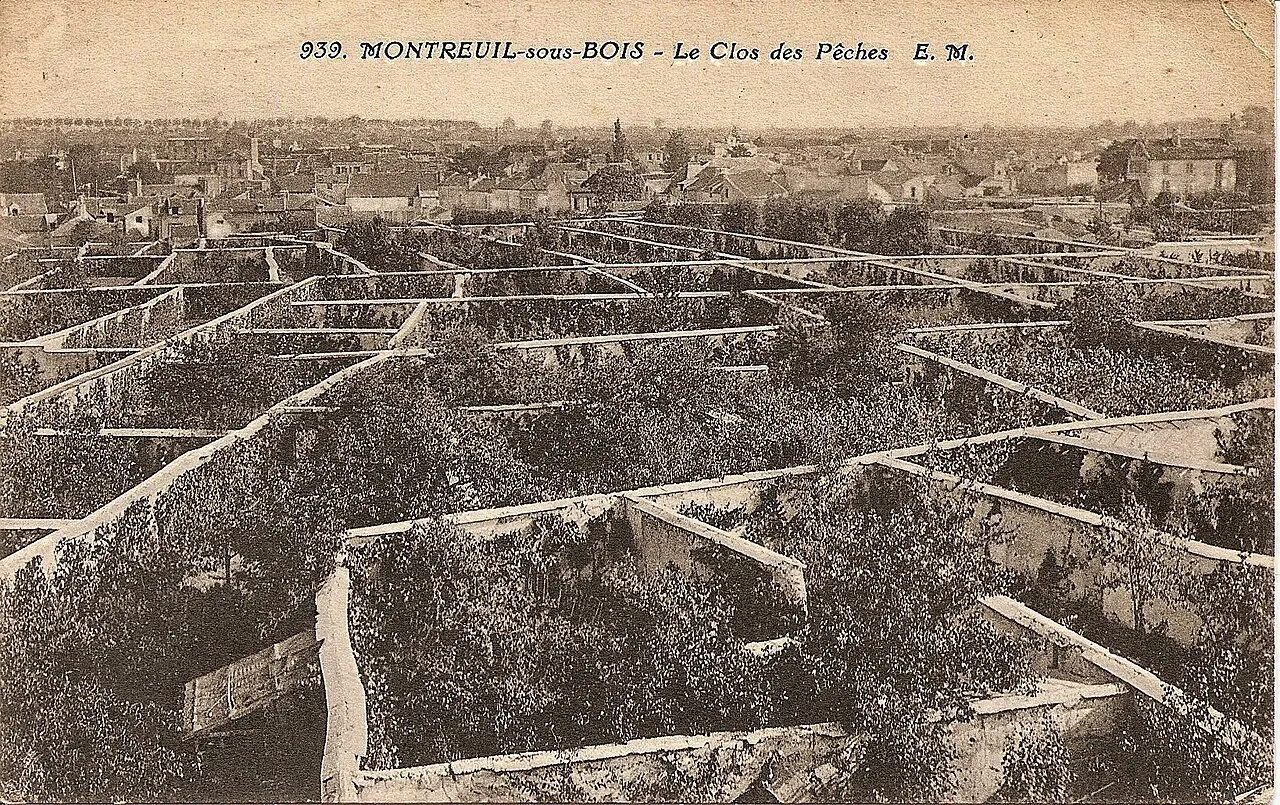 Murs à pêches