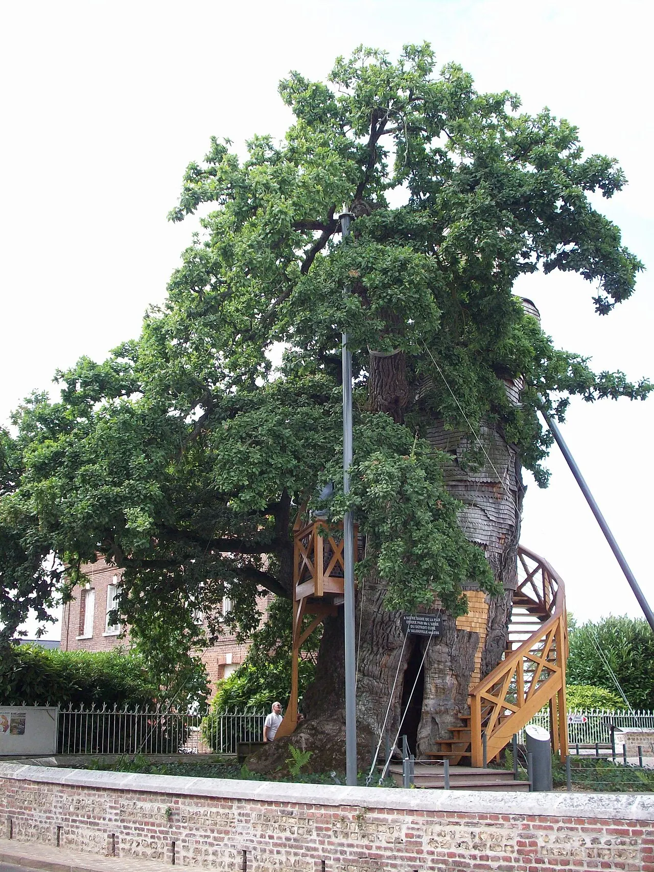 Chêne d’Allouville