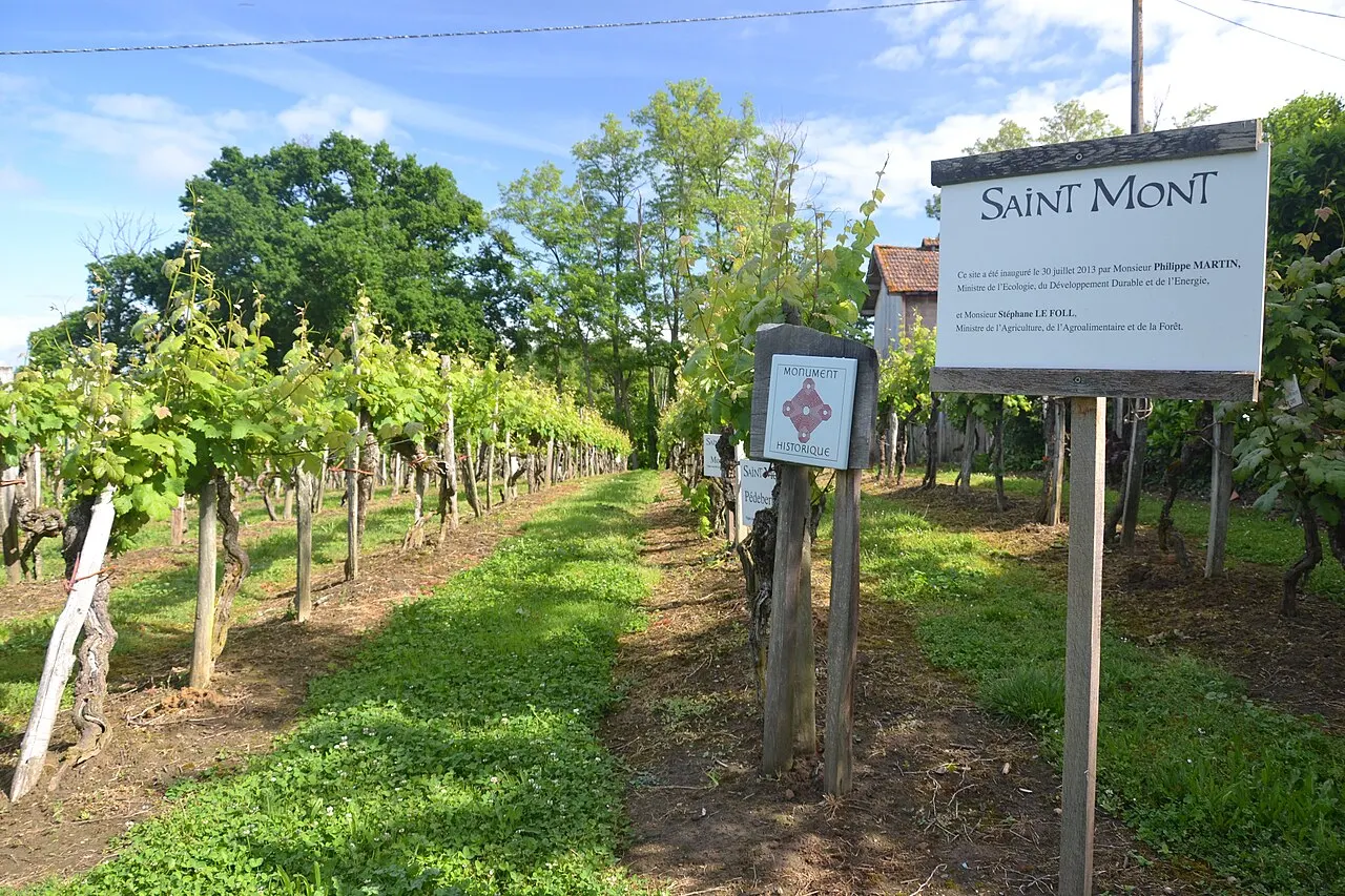 Vigne de Sarragachies