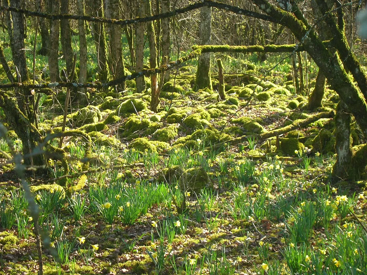 Parc national de forêts (cœur)