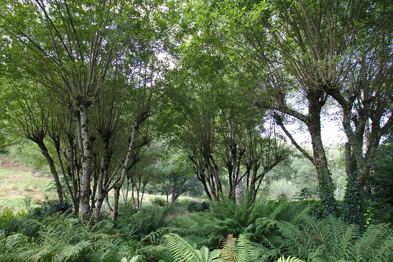 La Brionne