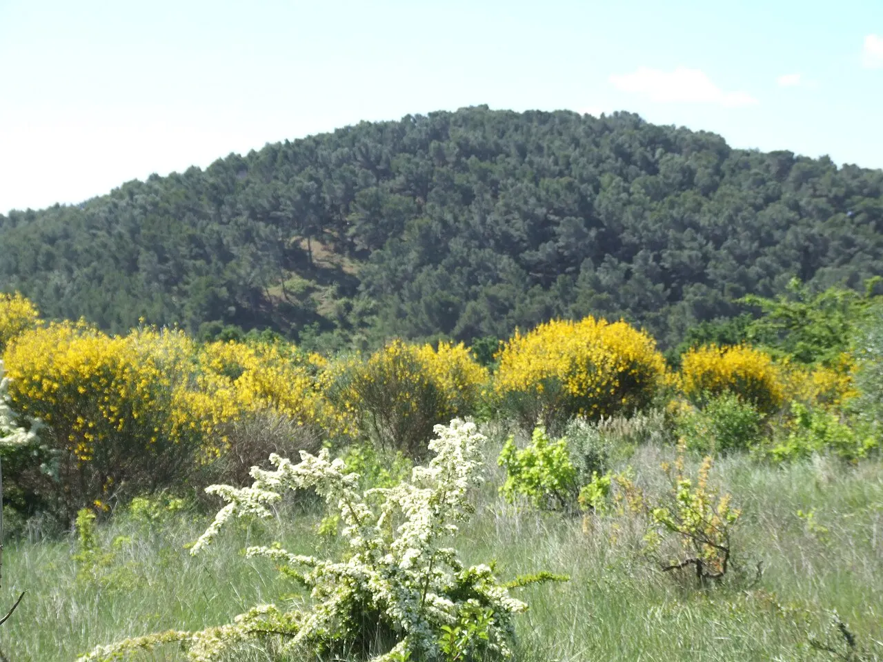 Oppidum celto-ligure